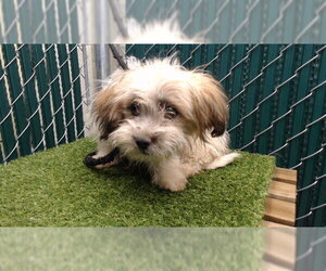 Mutt Dogs for adoption in Downey, CA, USA