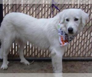 Great Pyrenees Dogs for adoption in Norco, CA, USA