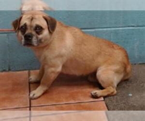 Pug-Unknown Mix Dogs for adoption in Downey, CA, USA