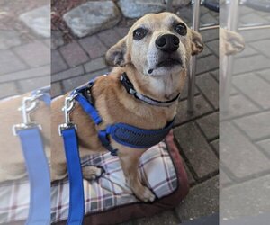 Dorgi Dogs for adoption in Holland, MI, USA