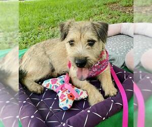 Border Terrier-Cairn Terrier Mix Dogs for adoption in Missouri City, TX, USA