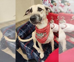 Black Mouth Cur Dogs for adoption in Melrose, FL, USA