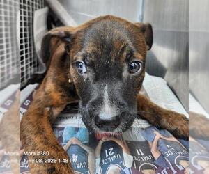 American Staffordshire Terrier-Unknown Mix Dogs for adoption in San Antonio, TX, USA