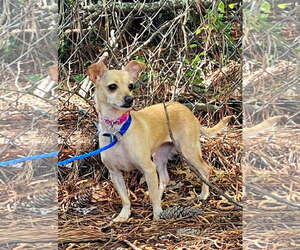 Chihuahua-Unknown Mix Dogs for adoption in Social Circle, GA, USA