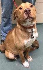 Labrador Retriever-Unknown Mix Dogs for adoption in Centerburg, OH, USA