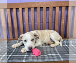 Mutt Dogs for adoption in Genesee, WI, USA