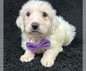 Medium Photo #4 Great Pyrenees-Unknown Mix Puppy For Sale in Grafton, WI, USA