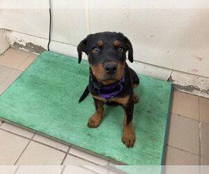 Rottweiler Dogs for adoption in Santa Barbara, CA, USA