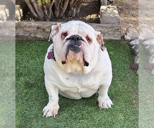 Bulldog Dogs for adoption in Albuquerque, NM, USA