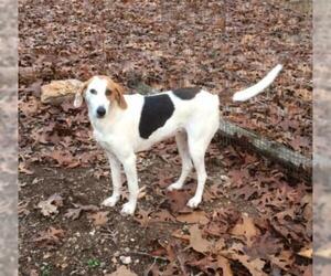 Treeing Walker Coonhound-Unknown Mix Dogs for adoption in Harrison, AR, USA