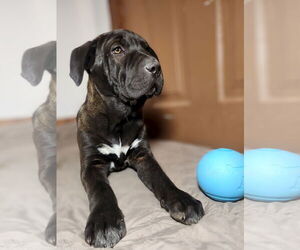 Mutt Dogs for adoption in New London, WI, USA