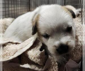 Mutt Dogs for adoption in San Antonio, TX, USA