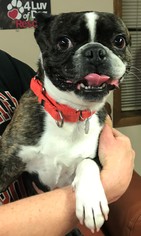 Boston Terrier Dogs for adoption in Fargo, ND, USA