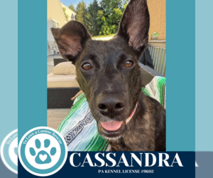 Mutt Dogs for adoption in Kimberton, PA, USA