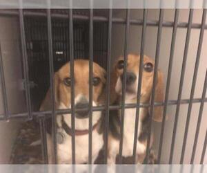 Beagle Dogs for adoption in Sanford, FL, USA