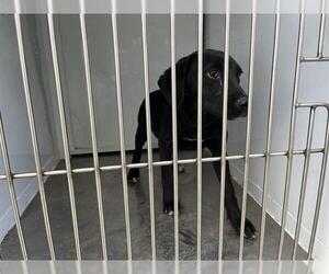 Labrador Retriever Dogs for adoption in Modesto, CA, USA