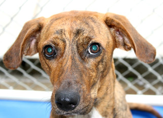 Plott Hound-Unknown Mix Dogs for adoption in Hilton Head, SC, USA