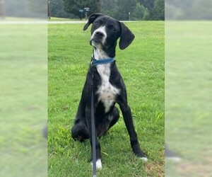 Lab-Pointer Dogs for adoption in Greenville, SC, USA