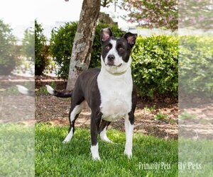American Pit Bull Terrier Dogs for adoption in Hendersonville, TN, USA