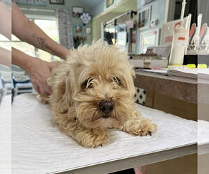 Havanese Dogs for adoption in Benton, LA, USA