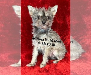 Mutt Dogs for adoption in pomfret, CT, USA