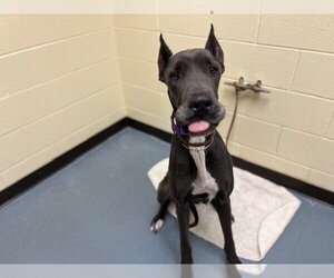 Great Dane Dogs for adoption in Denver, CO, USA