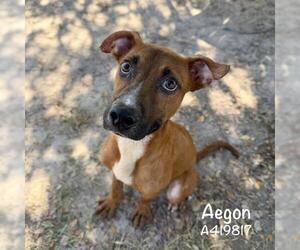 Black Mouth Cur-Unknown Mix Dogs for adoption in Conroe, TX, USA