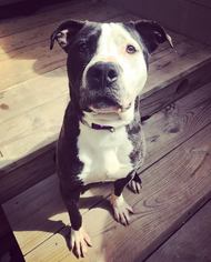 American Pit Bull Terrier-American Staffordshire Terrier Mix Dogs for adoption in White Marsh, MD, USA