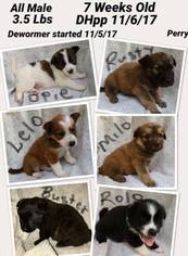 Medium Photo #1 Border-Aussie Puppy For Sale in Plainfield, IL, USA