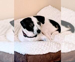 Bagle Hound Dogs for adoption in Mechanicsburg, PA, USA