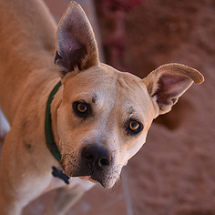 Staffordshire Bull Terrier Dogs for adoption in Kanab, UT, USA