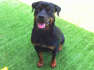 Rottweiler Dogs for adoption in Raleigh, NC, USA