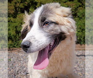 Great Pyrenees-Unknown Mix Dogs for adoption in Albuquerque, NM, USA