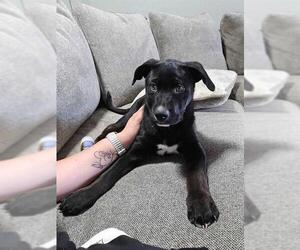 Labrador Retriever-Unknown Mix Dogs for adoption in Ogden, UT, USA
