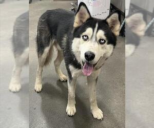 Siberian Husky Dogs for adoption in Forestville, MD, USA