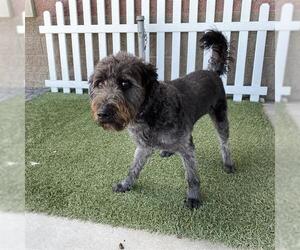 Poodle (Standard)-Unknown Mix Dogs for adoption in Modesto, CA, USA