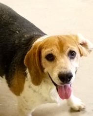 Medium Photo #1 Beagle Puppy For Sale in Melrose, FL, USA