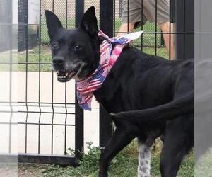 Border Collie Dogs for adoption in San Antonio, TX, USA