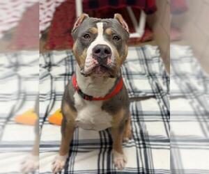 Mutt Dogs for adoption in Fort Wayne, IN, USA