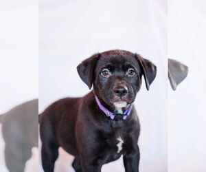 Colonial Cocker Spaniel-Labrador Retriever Mix Dogs for adoption in St. Louis Park, MN, USA