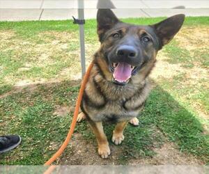 German Shepherd Dog Dogs for adoption in Long Beach, CA, USA