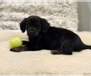 Cocker Spaniel-Unknown Mix Dogs for adoption in SHERBURNE, NY, USA