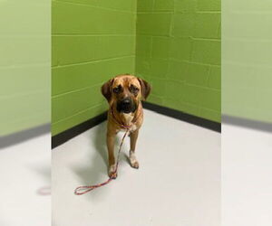 Labrador Retriever-Unknown Mix Dogs for adoption in Temple, TX, USA