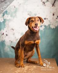 Doberman Pinscher Dogs for adoption in Ottawa, KS, USA