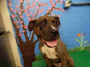 Boxer-Great Dane Mix Dogs for adoption in Waco, TX, USA