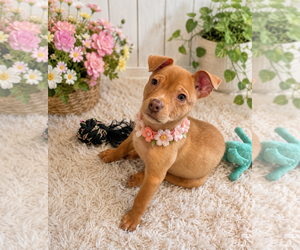 American Pit Bull Terrier-Unknown Mix Dogs for adoption in Phoenix, AZ, USA