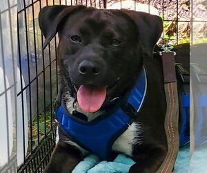 Mutt Dogs for adoption in Canton, CT, USA