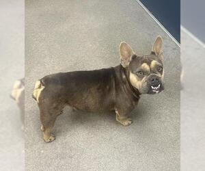 French Bulldog Dogs for adoption in HESPERIA, CA, USA