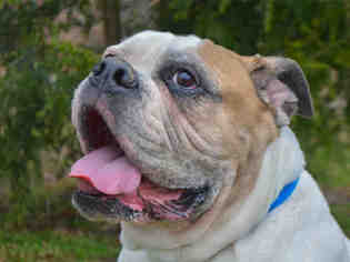 American Bulldog Dogs for adoption in Pittsburgh, PA, USA
