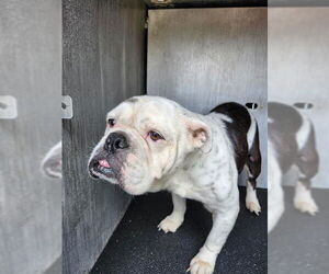 Bulldog Dogs for adoption in San Antonio, TX, USA